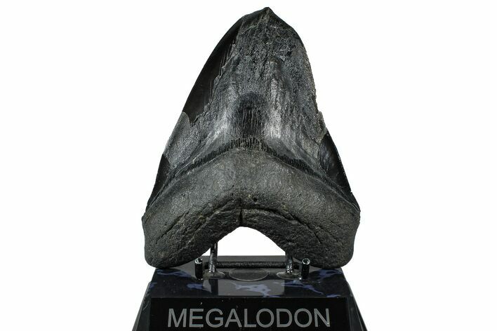 Bargain, Fossil Megalodon Tooth - South Carolina #360781